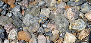 many pebbles stone texture background