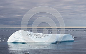 Many penguins on big iceberg in Antarctica