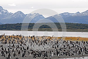 Many penguins near Ushuaia. photo