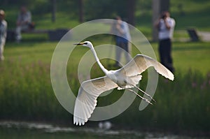 Many people shoot egrets