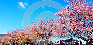 Many people travel and visit to see sakura cherry blossom blooming with clear blue sky and cloud background at floral garden