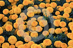 Many perfect marigold flowers