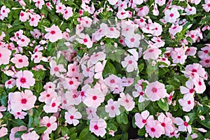 Many periwinkles, top view