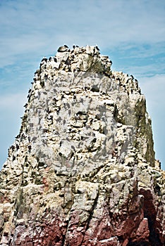 Many Peruvian boobies perched on a cliff peak on Las Islas Ballestas Paracas Peru