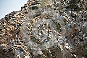 Many Peruvian boobies perched on a rocky cliff on Las Islas Ballestas Paracas Peru