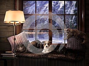 Many Pets on a cozy windowsill. Outside, the winter snow. Dog and cat lie together. Shining lamp, evening