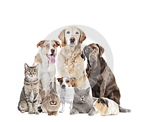 Many pets in front of white background