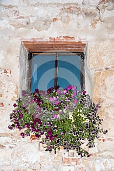 Many petunias on a window sill