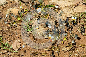 Many pieridae Butterflies are feeding mineral in salt marsh in f