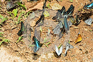 Many pieridae Butterflies are feeding mineral in salt marsh in f