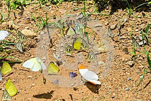 Many pieridae Butterflies are feeding mineral in salt marsh in f