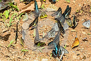 Many pieridae Butterflies are feeding mineral in salt marsh in f