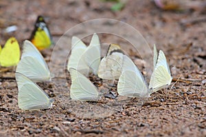 Many pieridae butterflies gathering water on floor photo