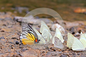 Many pieridae butterflies gathering water on floor photo