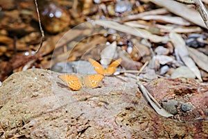 Many pieridae butterflies gathering water on floor