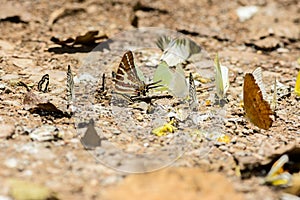 Many pieridae butterflies gathering water on floor