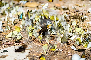 Many pieridae butterflies gathering water on floor