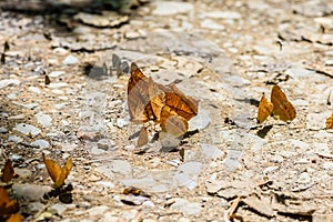 Many pieridae butterflies gathering water on floor