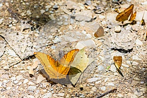 Many pieridae butterflies gathering water on floor