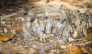 Many pieridae butterflies gathering water on floor