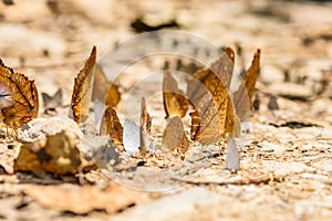 Many pieridae butterflies gathering water on floor