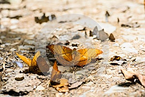 Many pieridae butterflies gathering water on floor