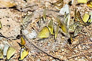 Many pieridae butterflies gathering water on floor