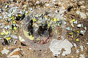 Many pieridae butterflies gathering water on floor