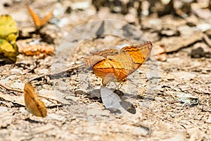 Many pieridae butterflies gathering water on floor