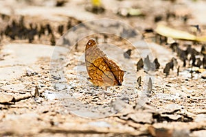 Many pieridae butterflies gathering water on floor