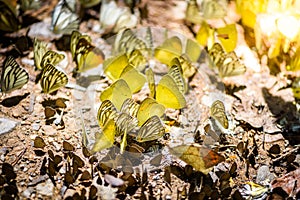 Many pieridae butterflies gathering water on floor