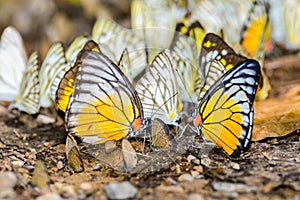 Many pieridae butterflies gathering water on floor