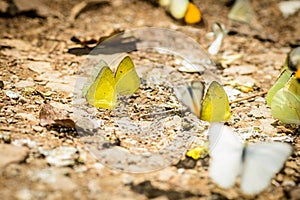 Many pieridae butterflies gathering water on floor