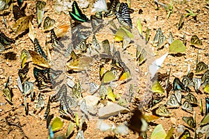Many pieridae butterflies gathering water on floor, Butterflies