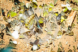 Many pieridae butterflies gathering water on floor, Butterflies photo