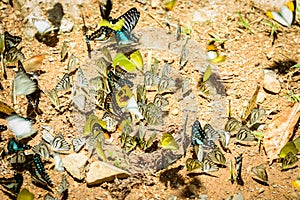 Many pieridae butterflies gathering water on floor, Butterflies photo