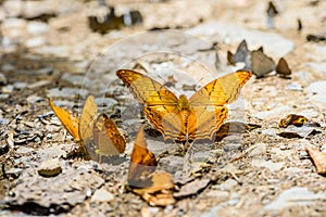 Many pieridae butterflies gathering water on floor photo