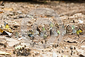 Many pieridae butterflies gathering water on floor photo