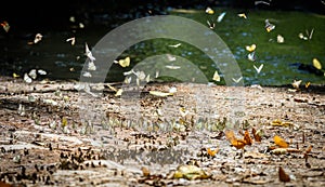 Many pieridae butterflies gathering water on floor photo