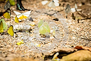 Many pieridae butterflies gathering water on floor photo