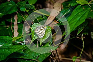 Many pieridae butterflies gathering water on floor photo