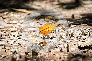 Many pieridae butterflies gathering water on floor photo