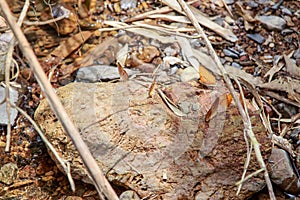 Many pieridae butterflies gathering water on floor, kaeng krachan national park, thailand.