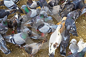 Many pigeons birds in city plaza in Alajuela Costa Rica