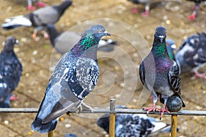 Many pigeons birds in city plaza in Alajuela Costa Rica