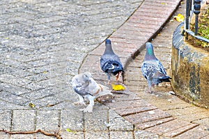 Many pigeons birds in city plaza in Alajuela Costa Rica