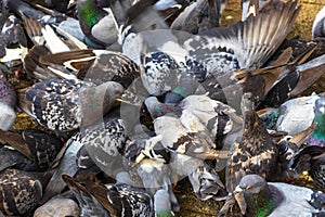 Many pigeons birds in city plaza in Alajuela Costa Rica