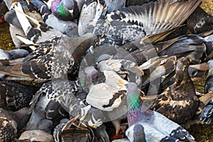 Many pigeons birds in city plaza in Alajuela Costa Rica