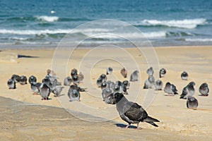 Many Pigeons on empty beach