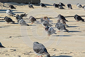 Many Pigeons on empty beach